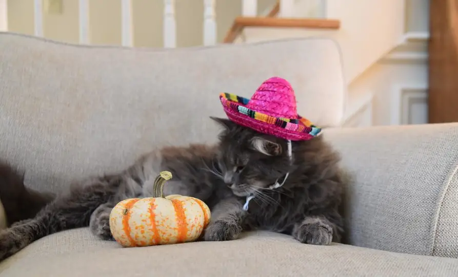 a cat wearing a pink Mexican hat while lying on the bed while staring at the small pumpkin next to her