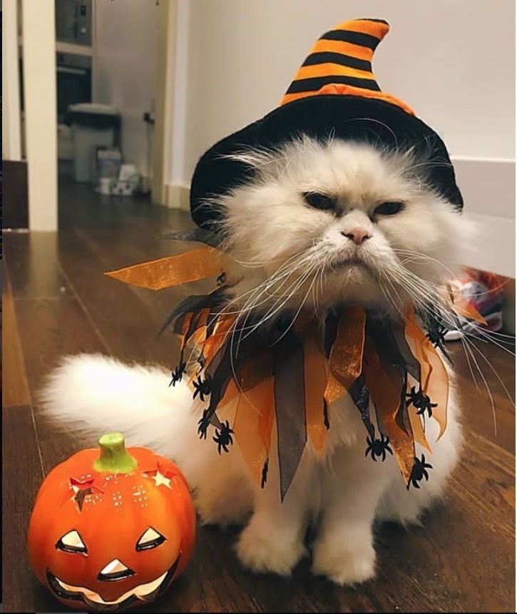 Cat wearing a witch costume while sitting on the floor next to a pumpkin display