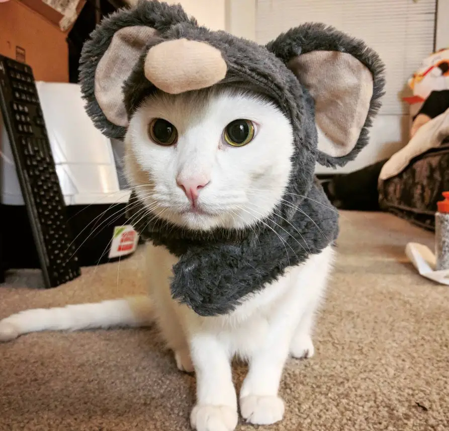 Cat wearing a mouse headpiece while sitting on the floor