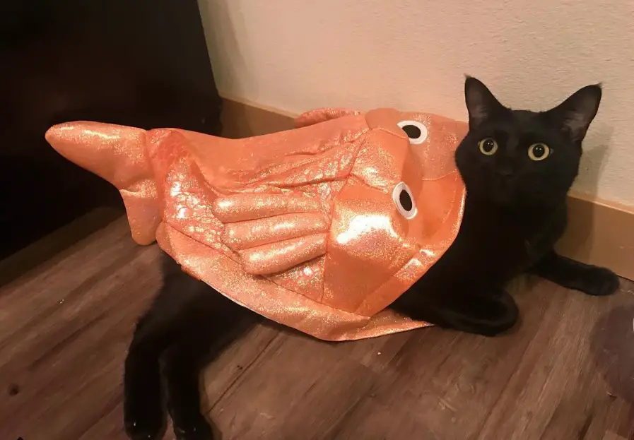 A cat wearing a sparkle fish costume while lying on the floor