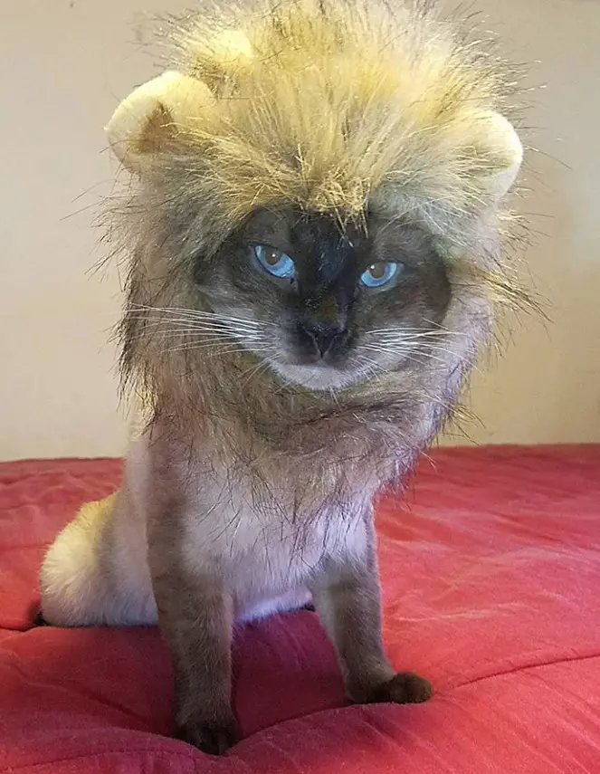 A cat sitting on the bed while wearing a lion head piece