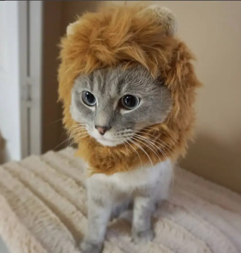 Cat wearing a lion head piece while sitting on its bed