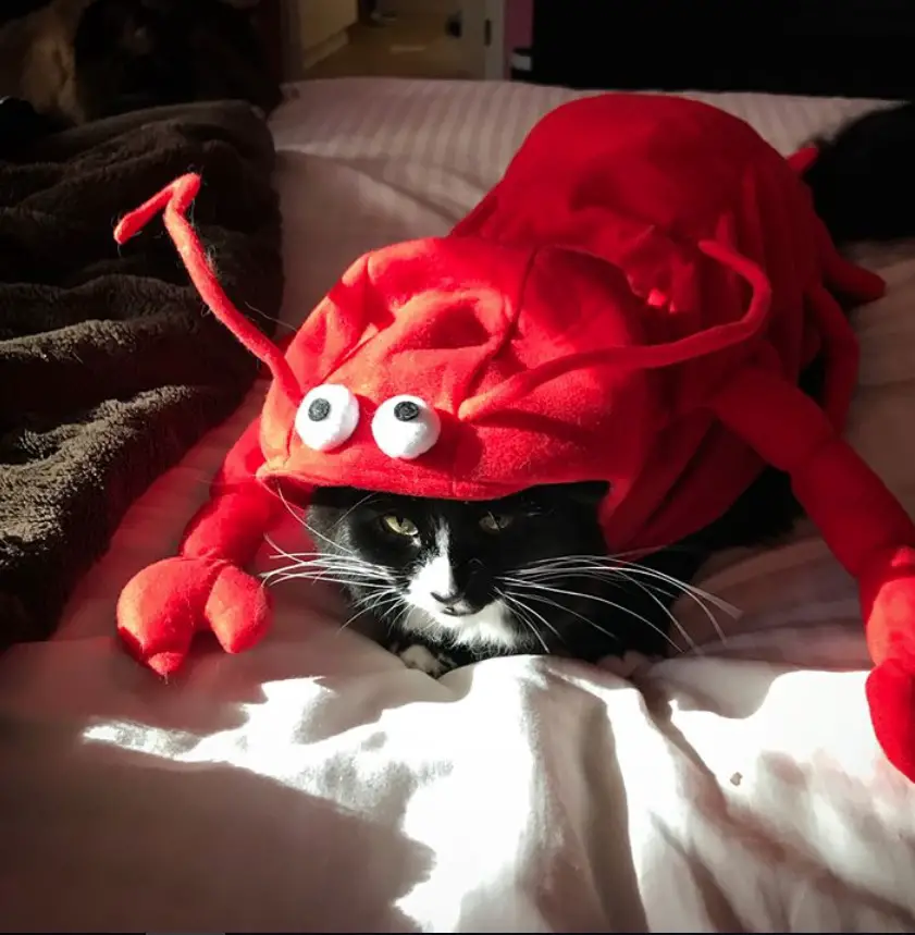 A cat in its lobster costume while lying on the bed