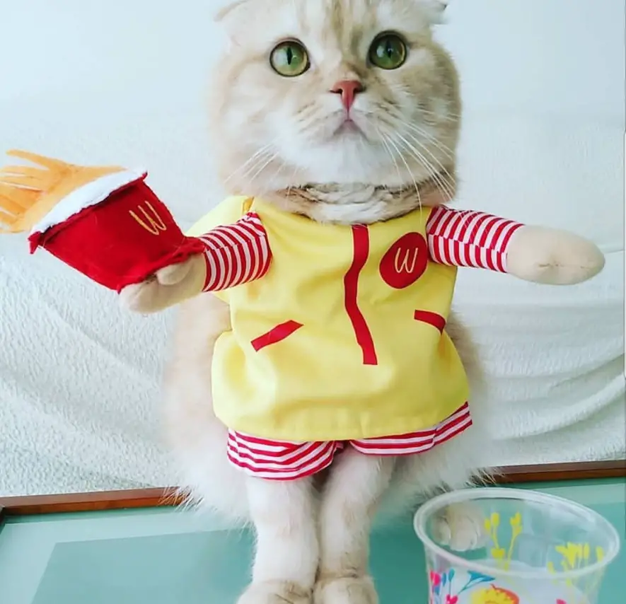 Cat sitting on the table in its McDonald's costume
