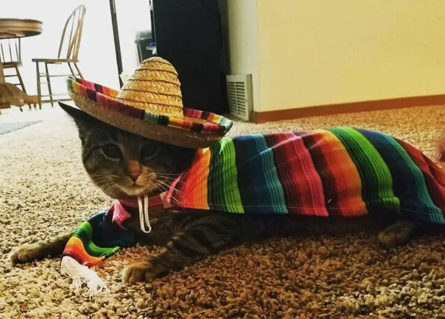 A cat in its colorful Mexican hat and dress while lying on the floor