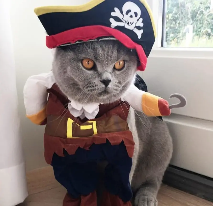 Cat in its pirate costume while sitting on the floor by the door