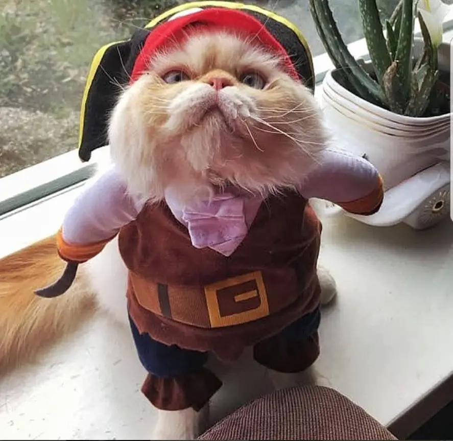 Cat sitting by the windowsill in its pirate costume