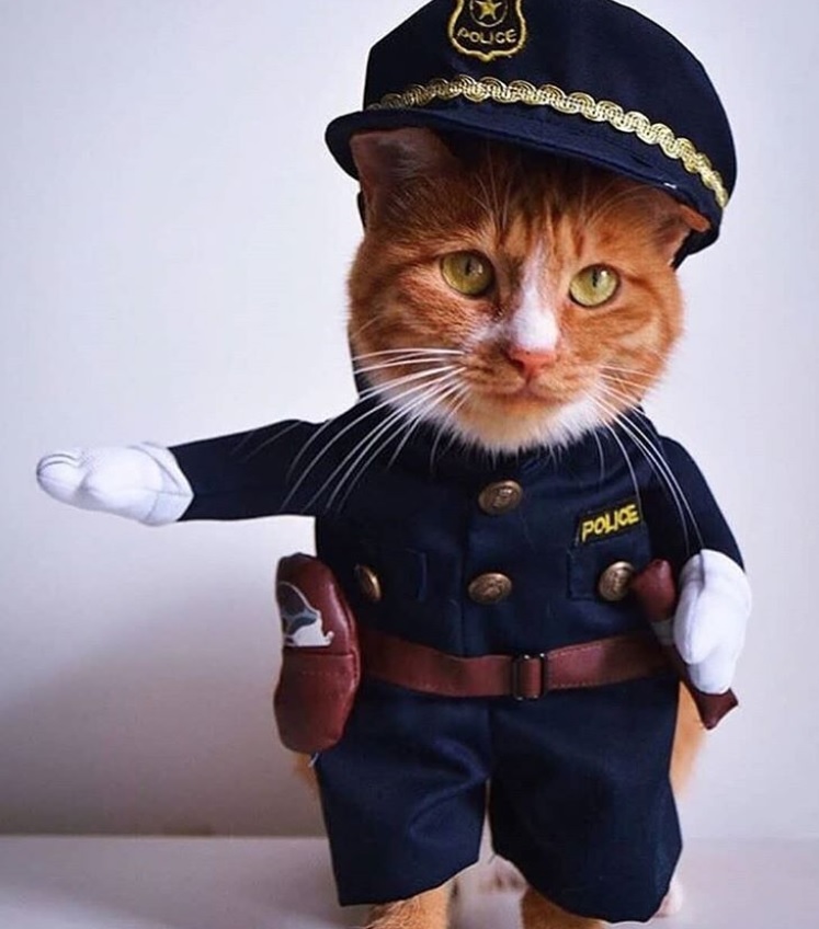 Cat in its police costume