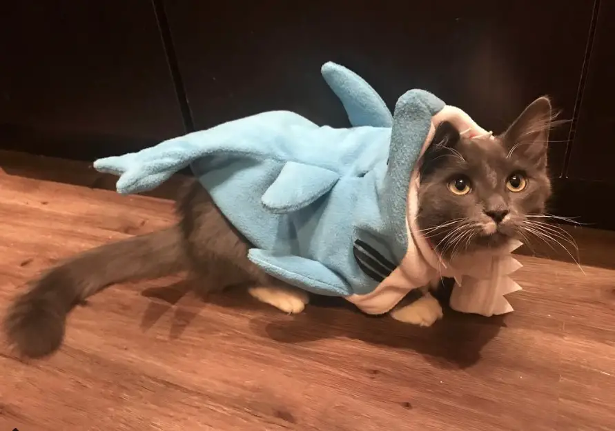 Cat lying on the floor in its shark costume
