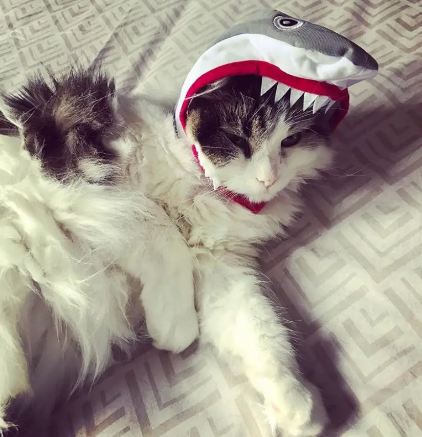 a Cat lying on the bed while wearing a shark head piece