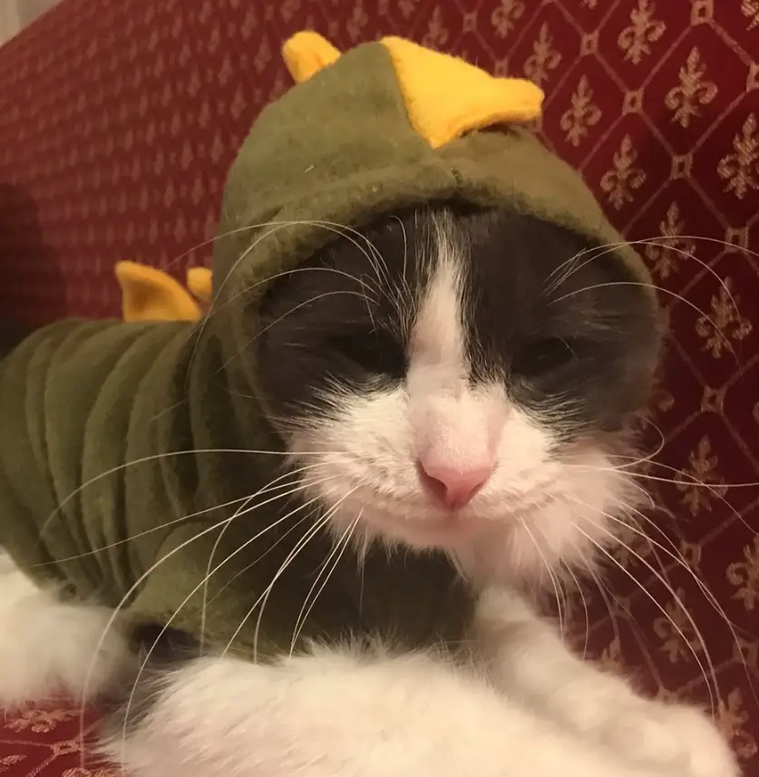 A cat wearing a dinosaur costume while lying on the couch