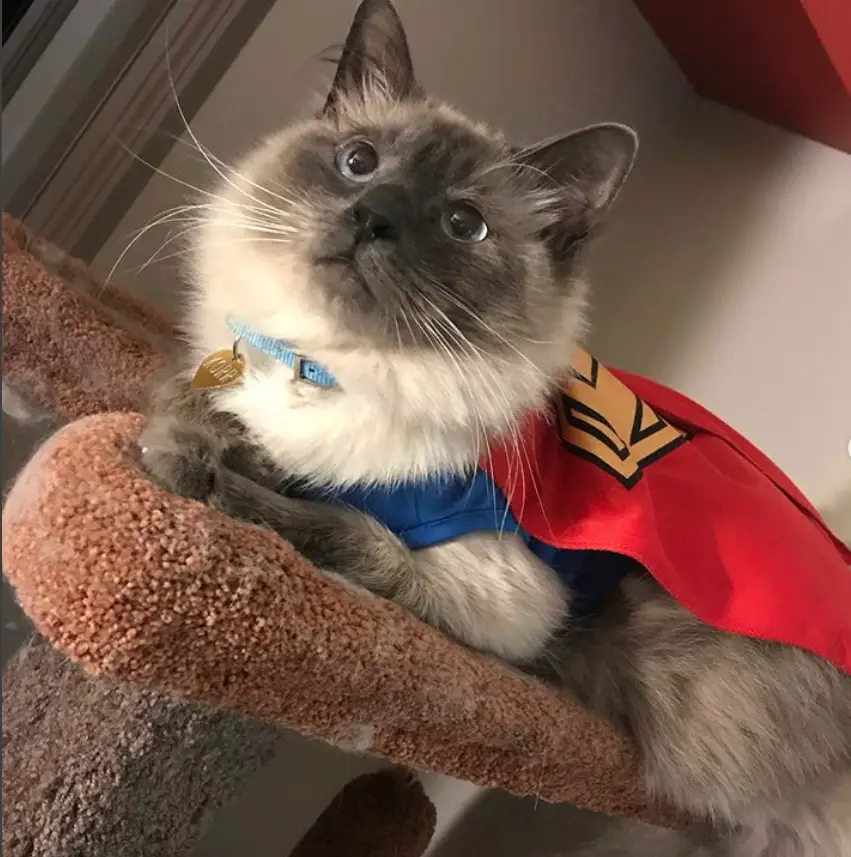 A cat in its superman costume lying on top of its tower bed