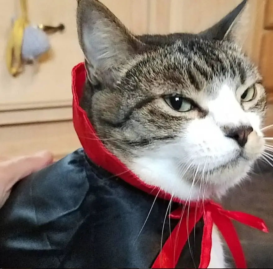 Cat in its Dracula Costume