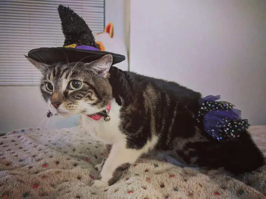 Cat in her witch costume while sitting on the bed