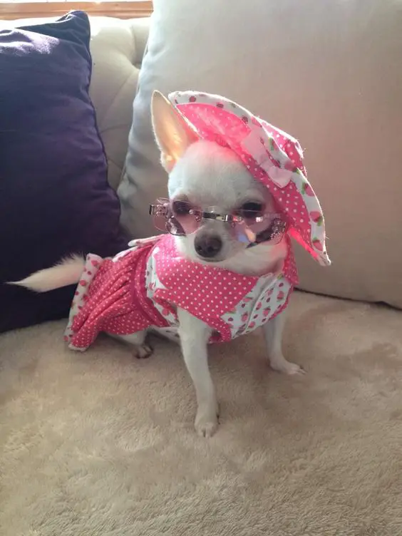 A Chihuahua in a cute a strawberry printed dress and hat