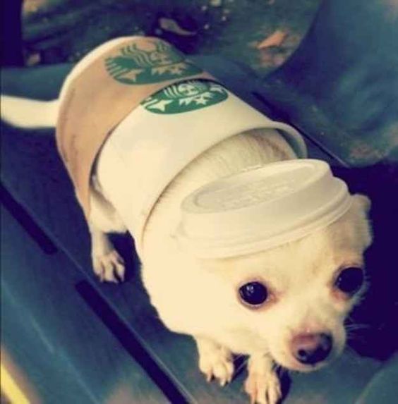 A Chihuahua in starbucks costume