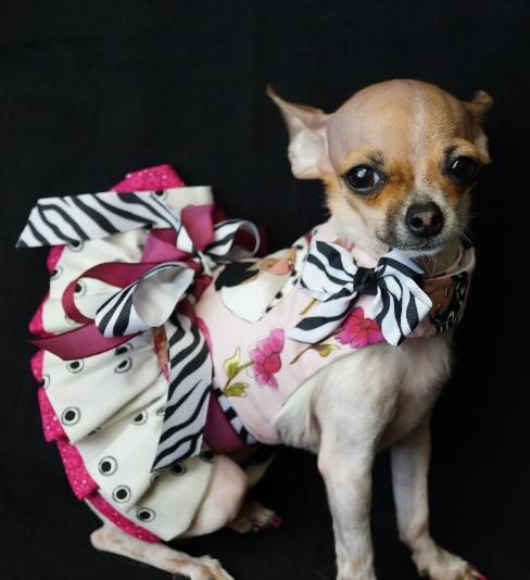A Chihuahua wearing a cute dress 