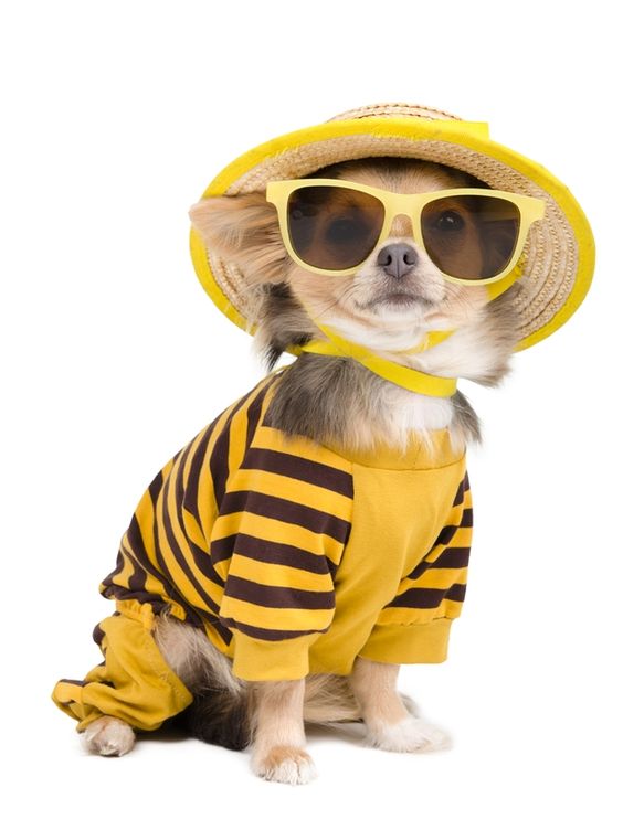 A Chihuahua wearing a yellow and brown summer outfit