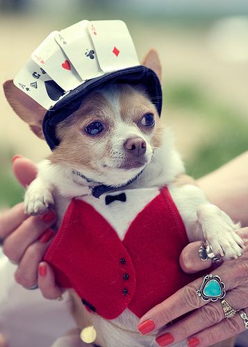 A Chihuahua wearing a playing card while being held by a woman