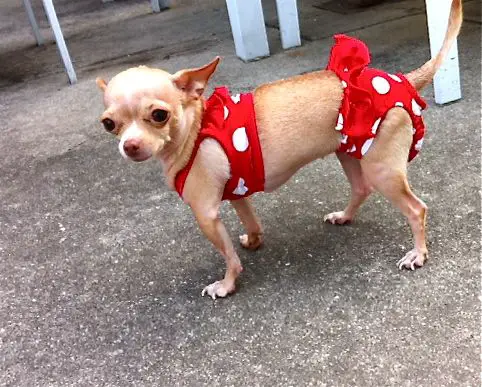 A Chihuahua wearing a cute red and white pulka dots bikini