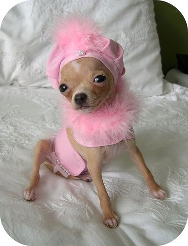 A Chihuahua wearing a pink outfit while sitting on the bed