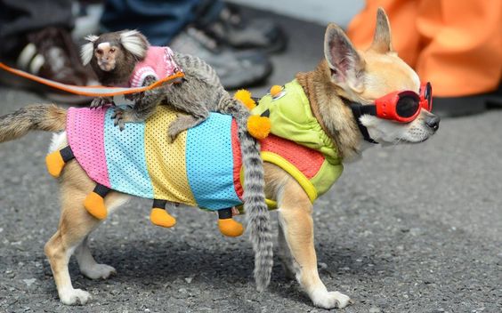 A Chihuahua in caterpillar costume with an animal on its back