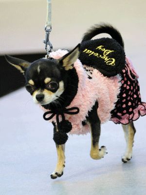 A Chihuahua wearing a beautiful pin dress while walking on stage