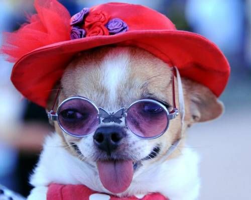 A Chihuahua wearing a red hat and sunglasses
