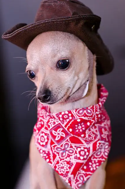 A Chihuahua wearing a red scarf and a brown hat