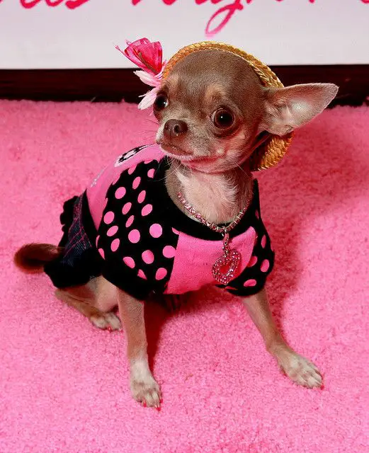 A Chihuahua wearing a pink dress