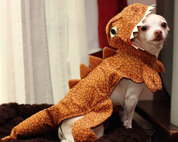 A Chihuahua in alligator costume