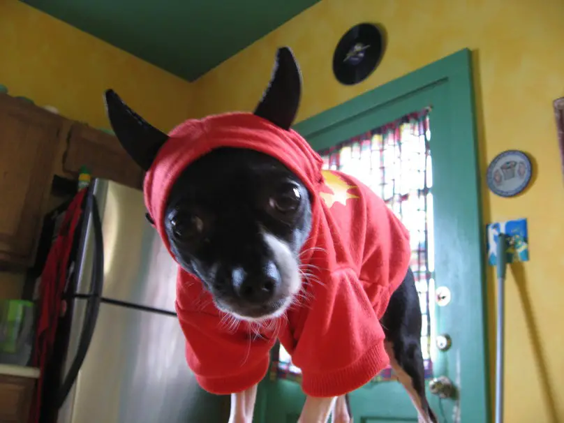 A Chihuahua in devil costume while standing on top of the table