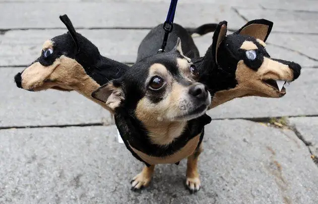 A Chihuahua wearing two heads while standing on the pavement