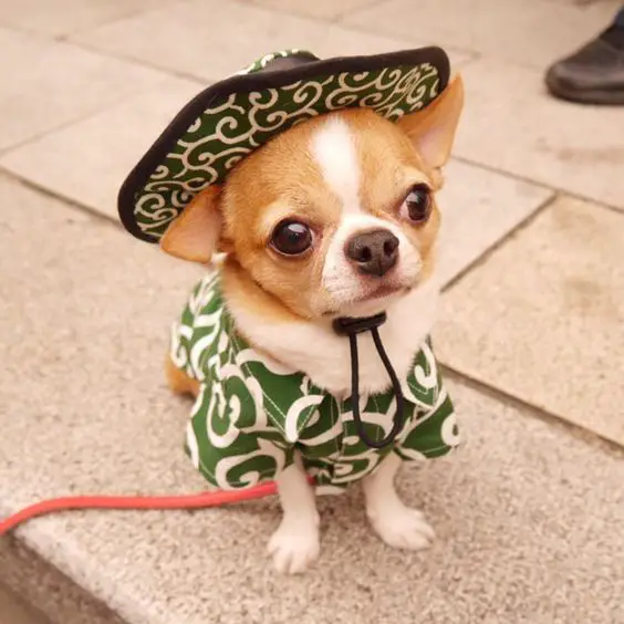 A Chihuahua festive outfit siting on the pavement