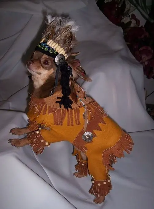 A Chihuahua in indian costume