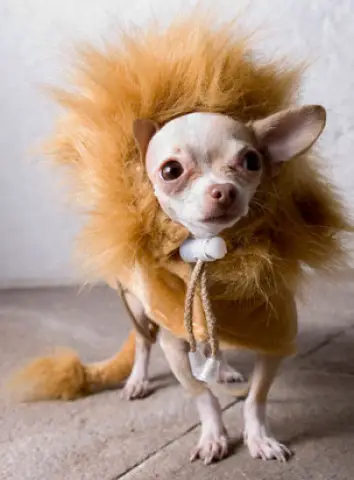 A Chihuahua in lion costume