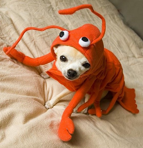 A Chihuahua in lobster costume
