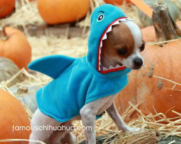 A Chihuahua in shark costume