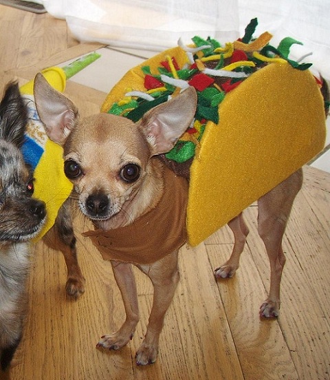 A Chihuahua in taco costume