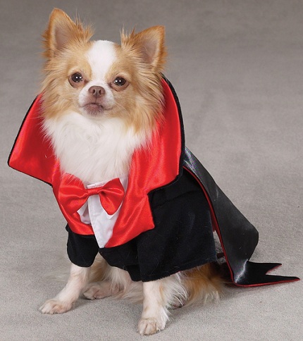 A Chihuahua in vampire costume while sitting on the pavement