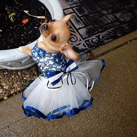 A Chihuahua in blue and white dress