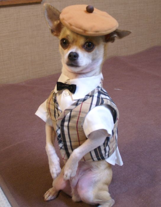 A Chihuahua in cute outfit