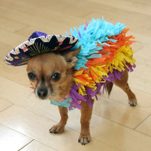 A Chihuahua in festival costume