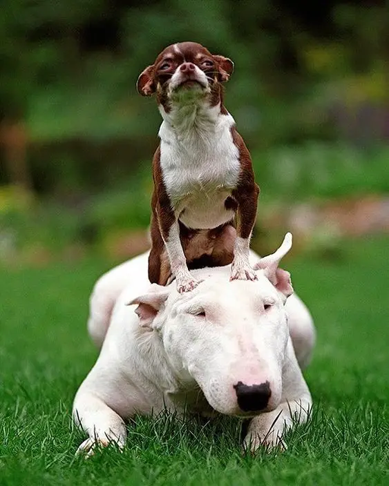 a chihuahua dog on top of a English Bull Terrier in the garden