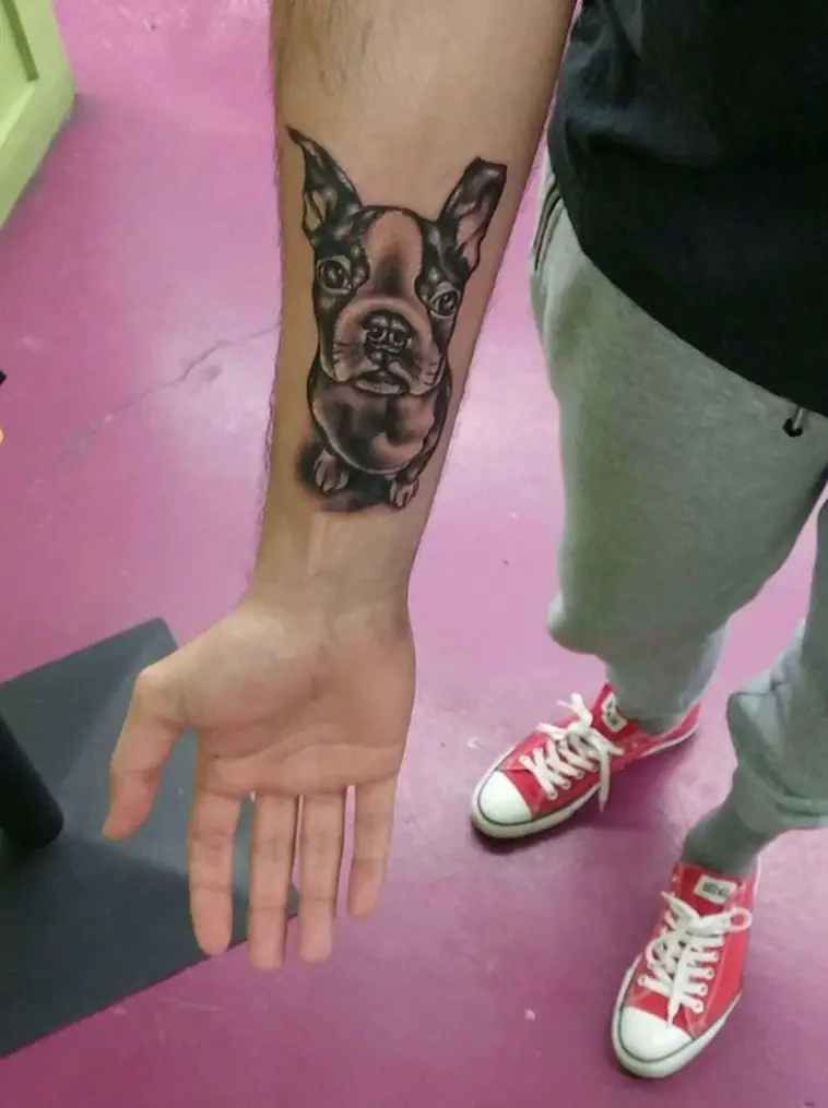 charcoal style tattoo on the forearm of sitting Boston Terrier