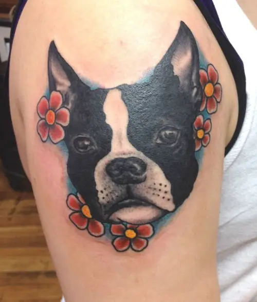 face of Boston Terrier with flowers and blue shadow tattoo on the shoulder