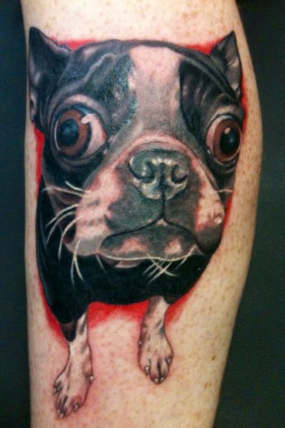 Boston Terrier with red shadow tattoo on the leg