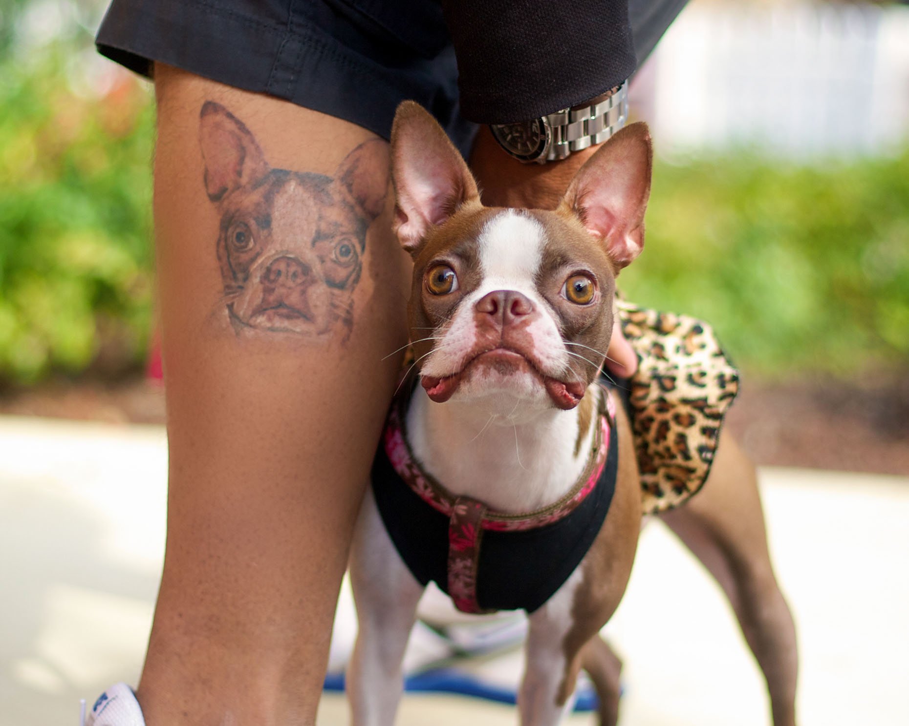 a Boston Terrier dog standing beside a man with the dogs face tattoo on the leg