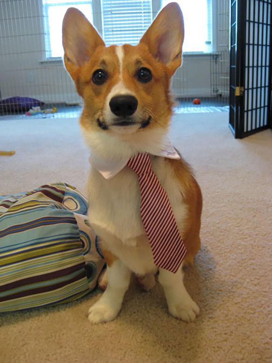 Corgi sitting on the floor in his white collar and red stripe necktie