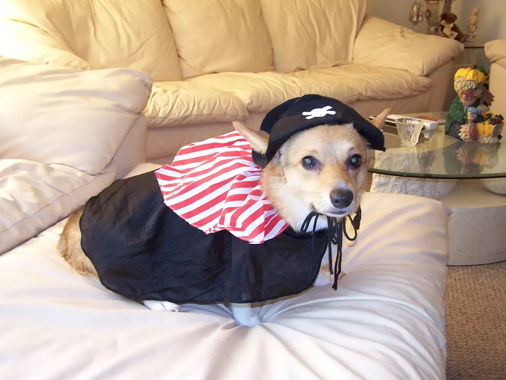 Corgi wearing a pirate costume while standing on the bed
